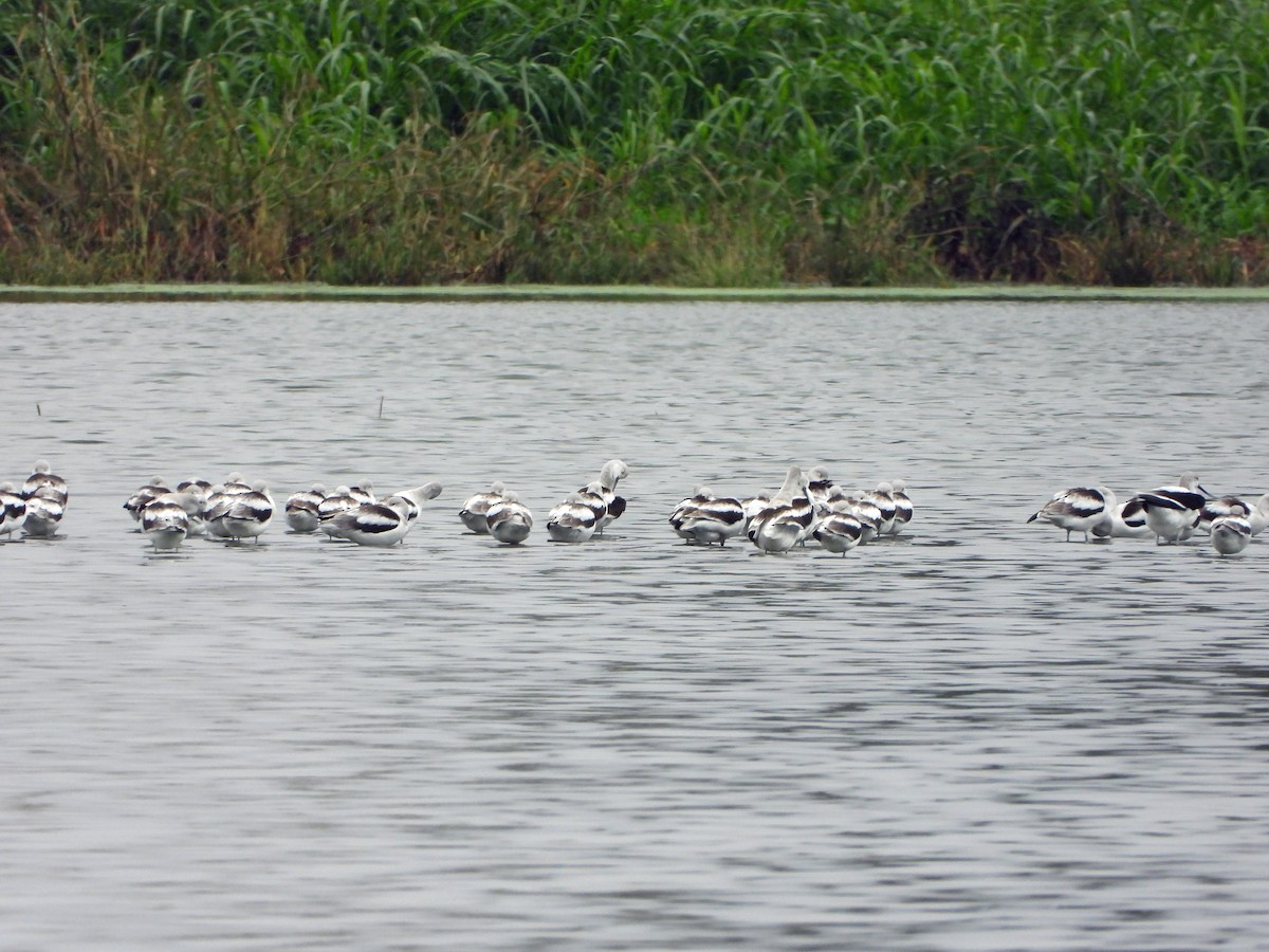 American Avocet - ML626002324