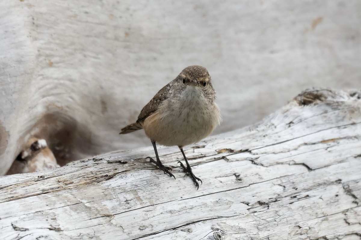 Rock Wren - ML626002330