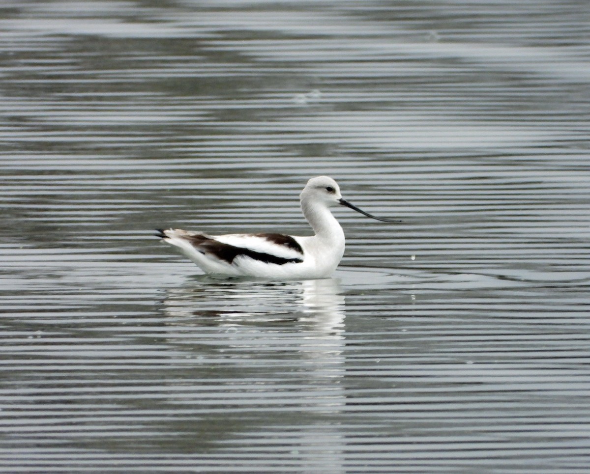 American Avocet - ML626002332