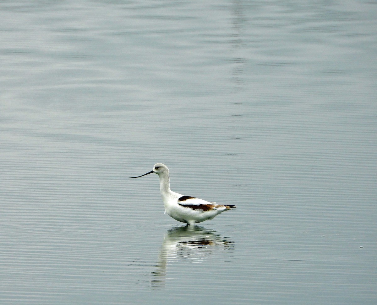 American Avocet - ML626002353