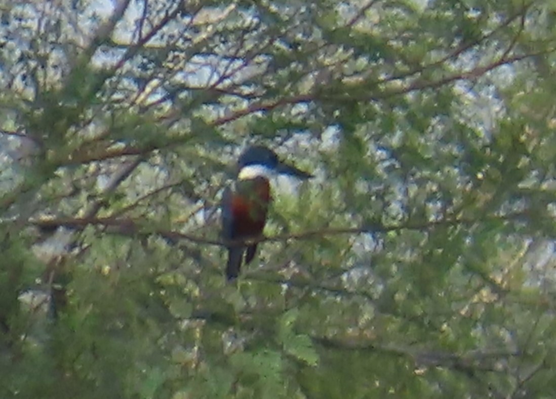 Ringed Kingfisher - ML626002366