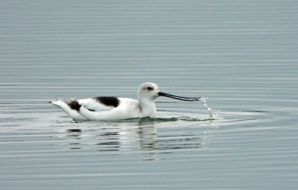 American Avocet - ML626002367