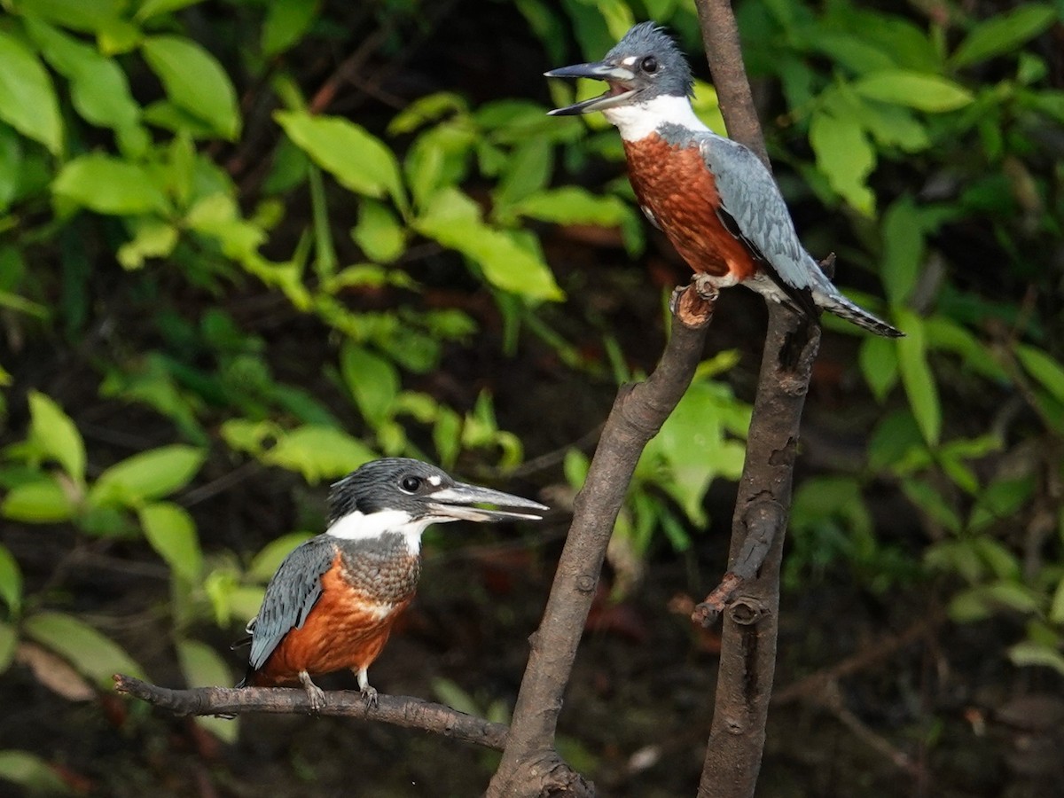 Ringed Kingfisher - ML626002372