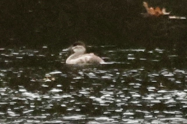 Ruddy Duck - ML626002603