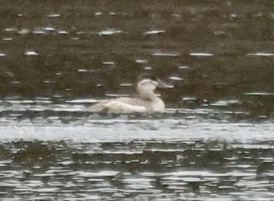 Ruddy Duck - ML626002604