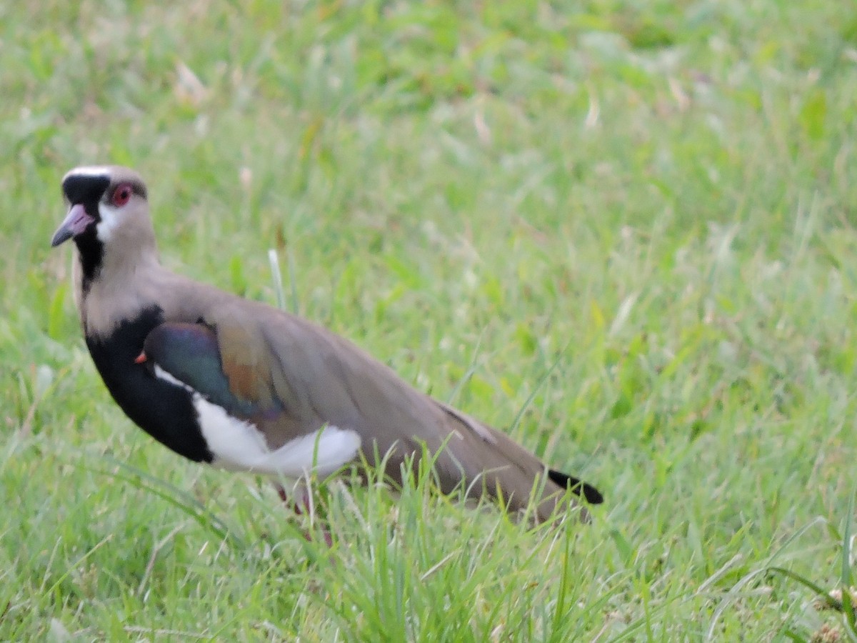 Southern Lapwing - ML62600271