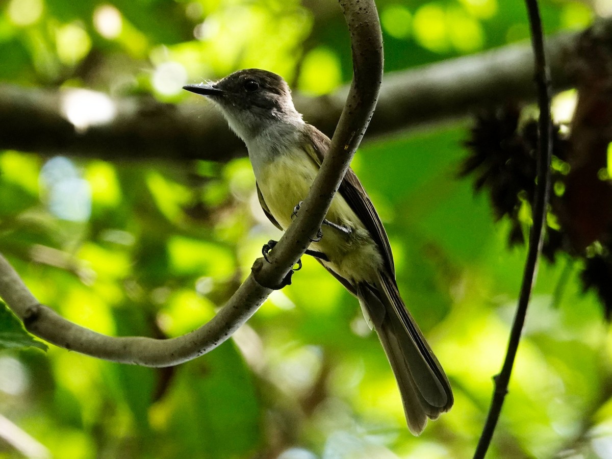 Dusky-capped Flycatcher - ML626002713