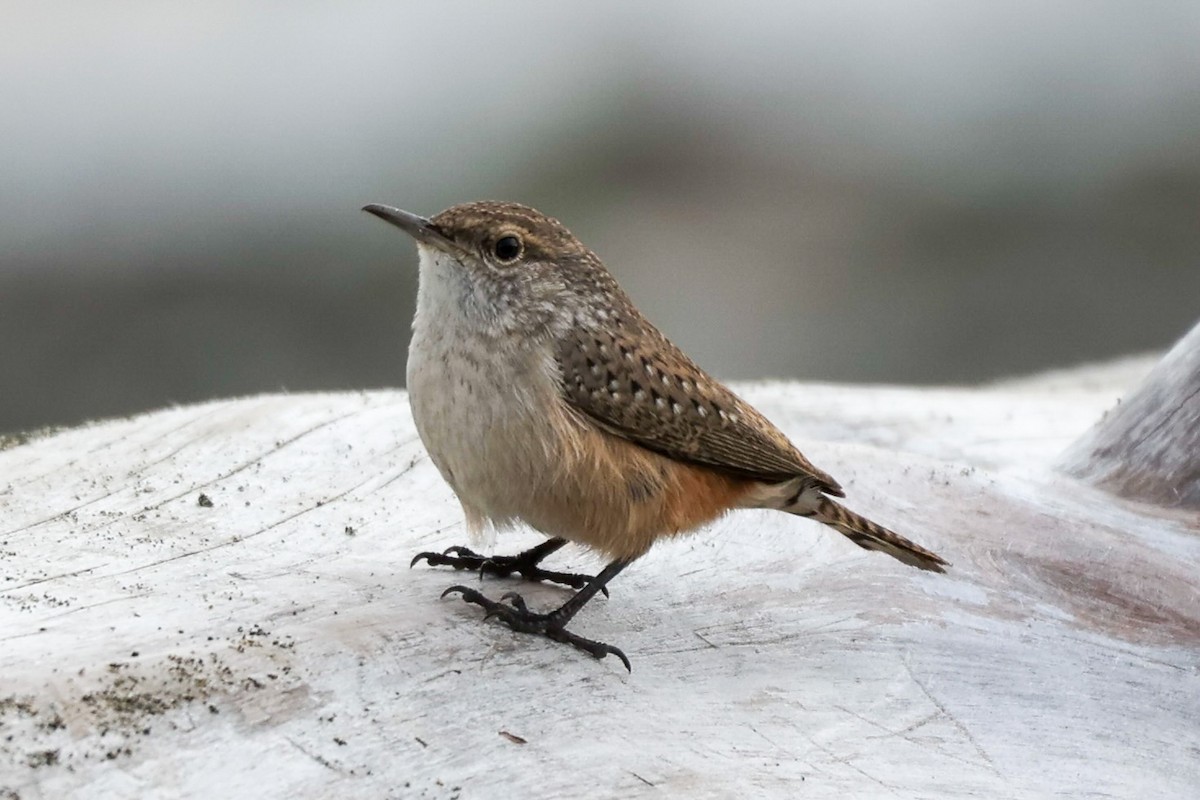 Rock Wren - ML626002720