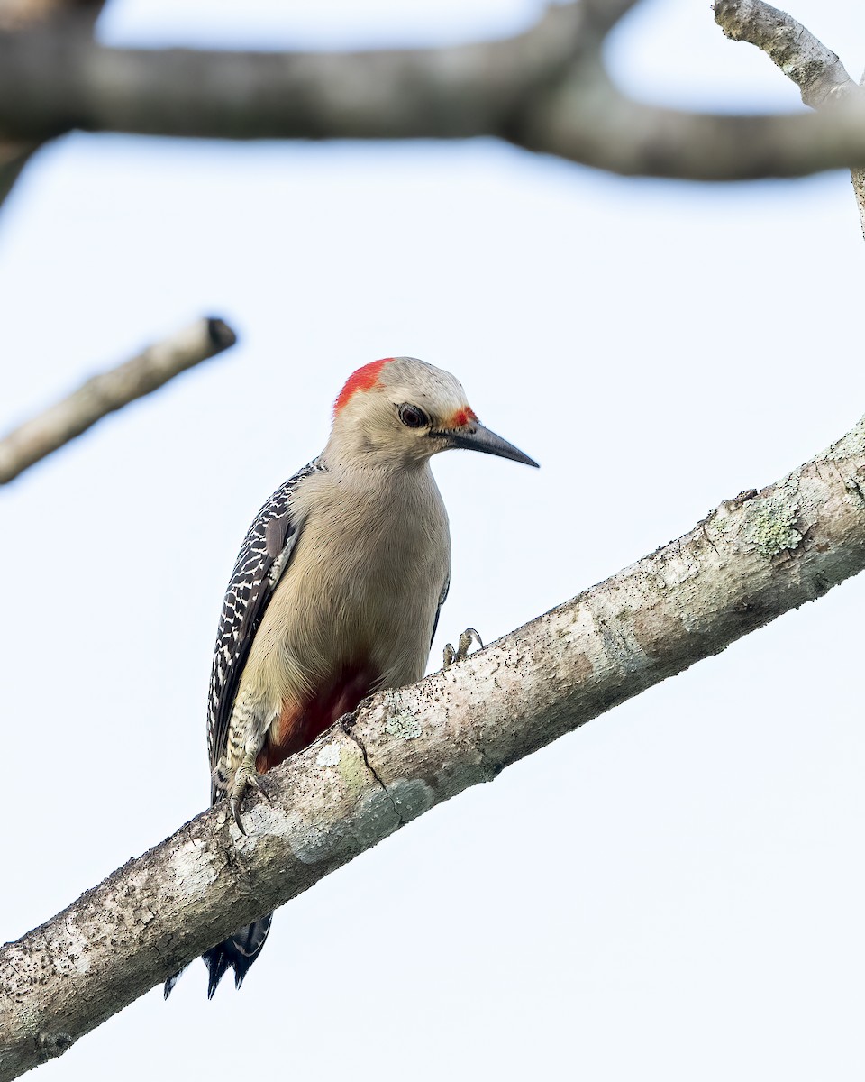 Golden-fronted Woodpecker (Velasquez's) - ML626002747