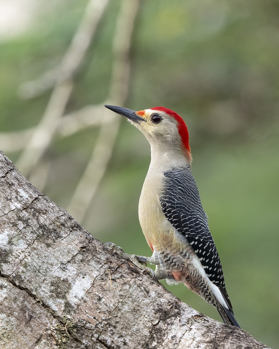 Golden-fronted Woodpecker (Velasquez's) - ML626002751