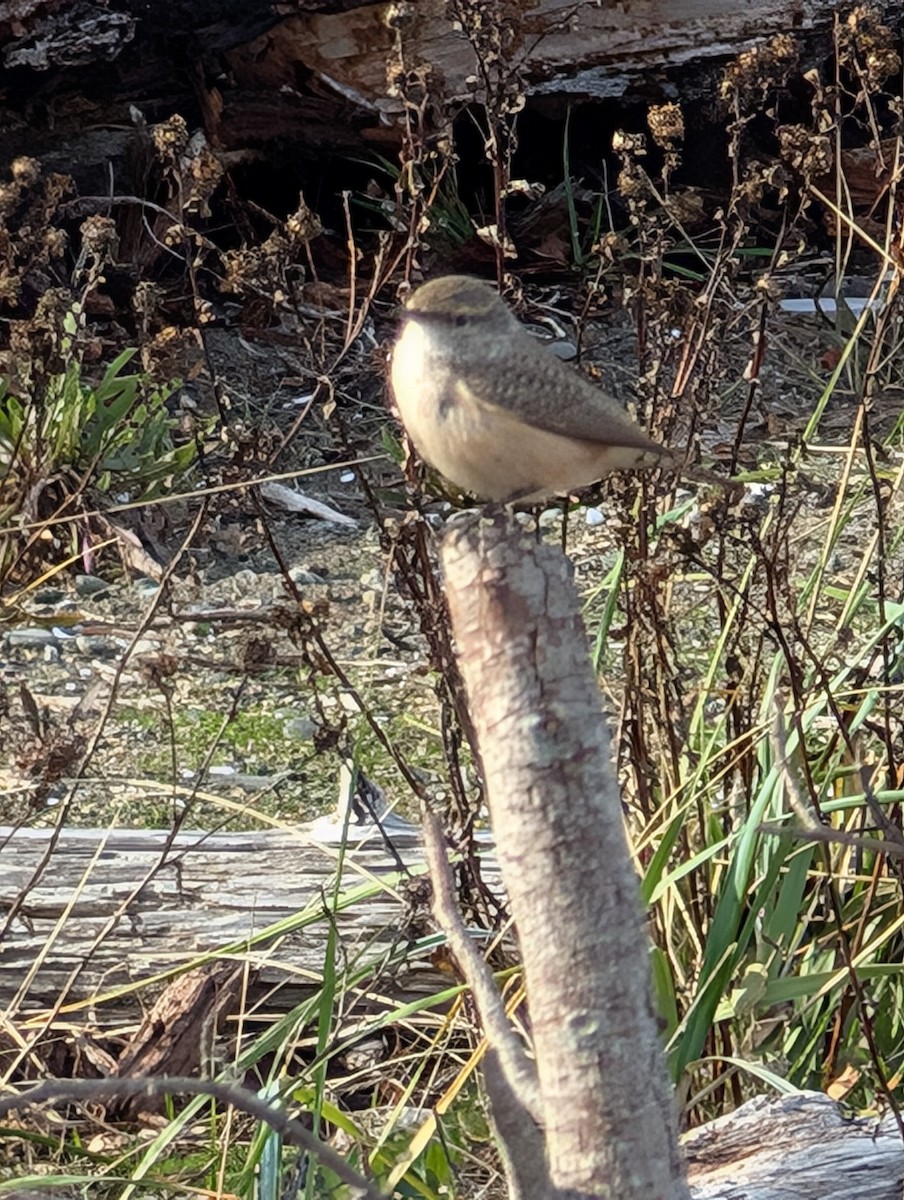 Rock Wren - ML626002769