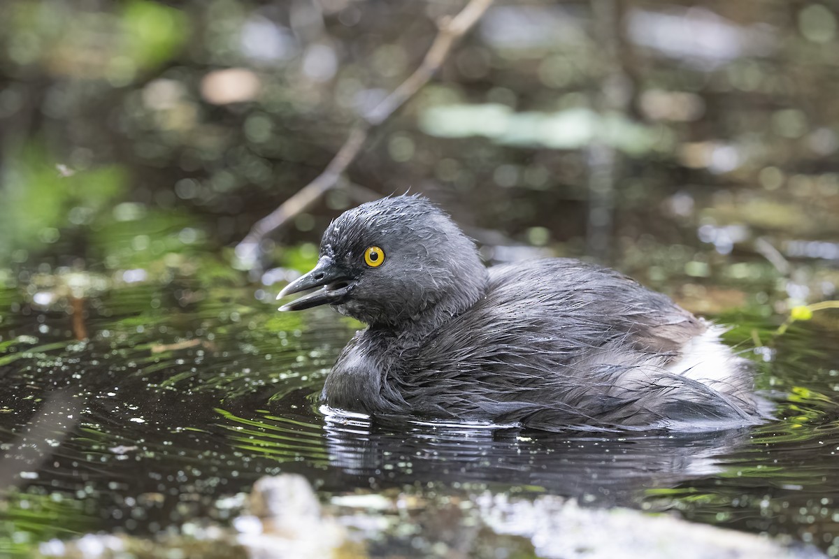 Least Grebe - ML626002773