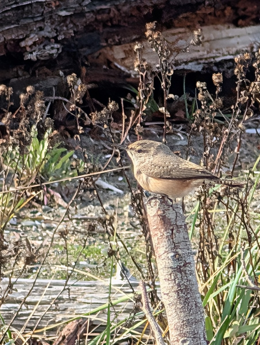 Rock Wren - ML626002780