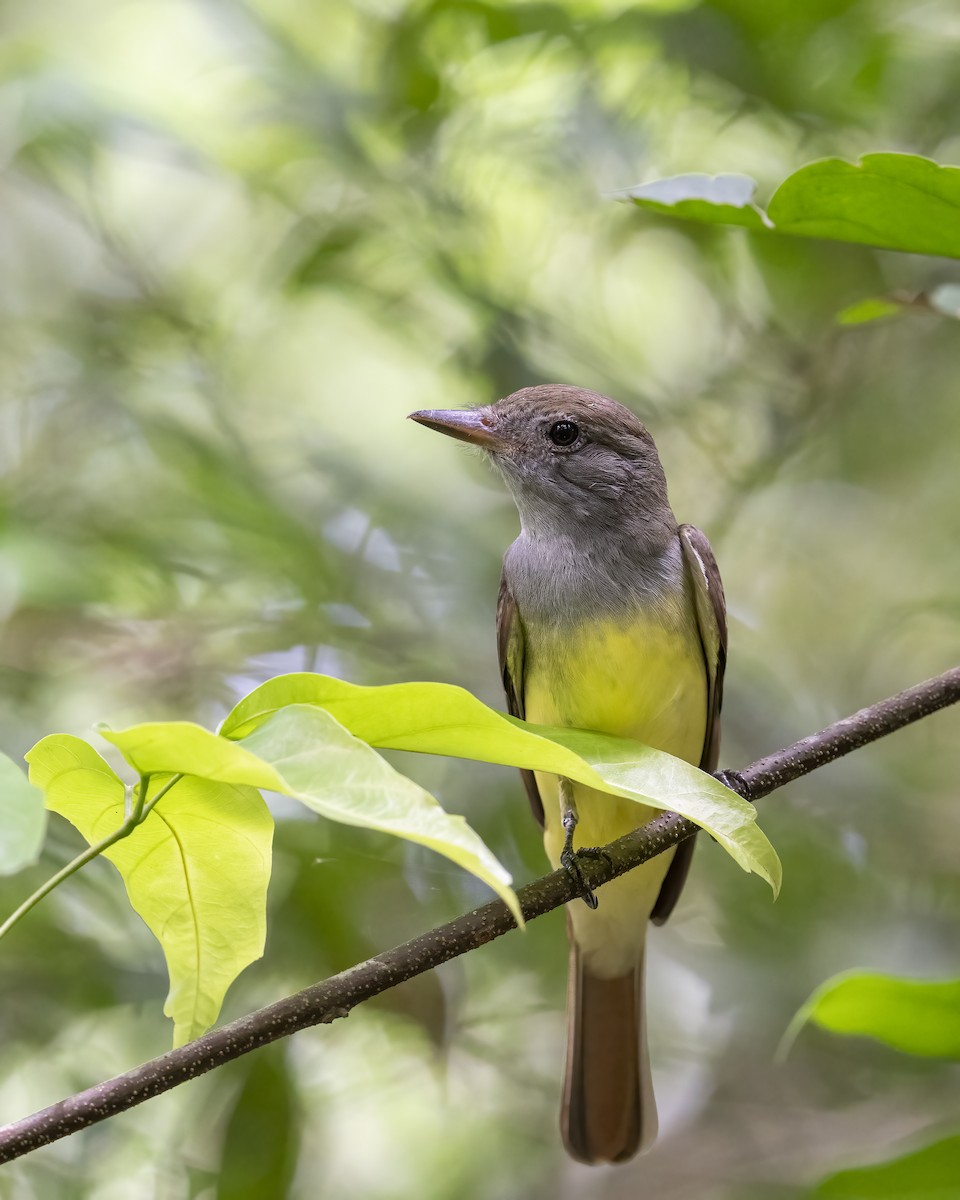 Brown-crested Flycatcher - ML626002795