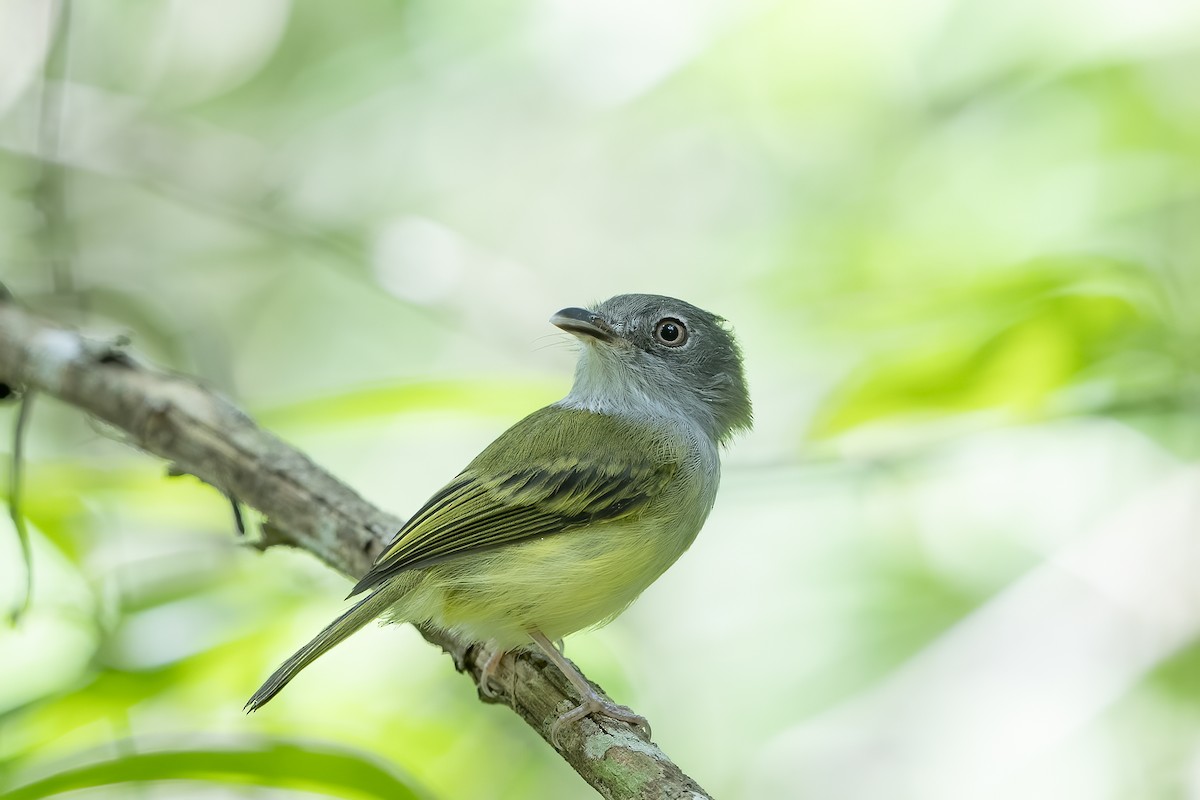 Northern Bentbill - ML626002802