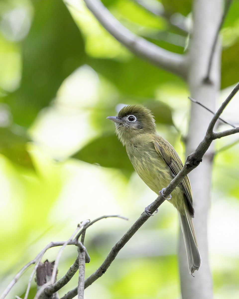 Eye-ringed Flatbill - ML626002811