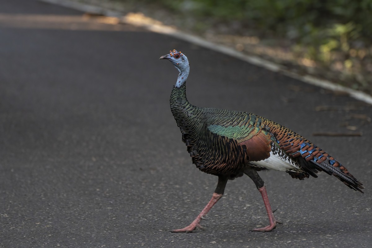 Ocellated Turkey - ML626002818