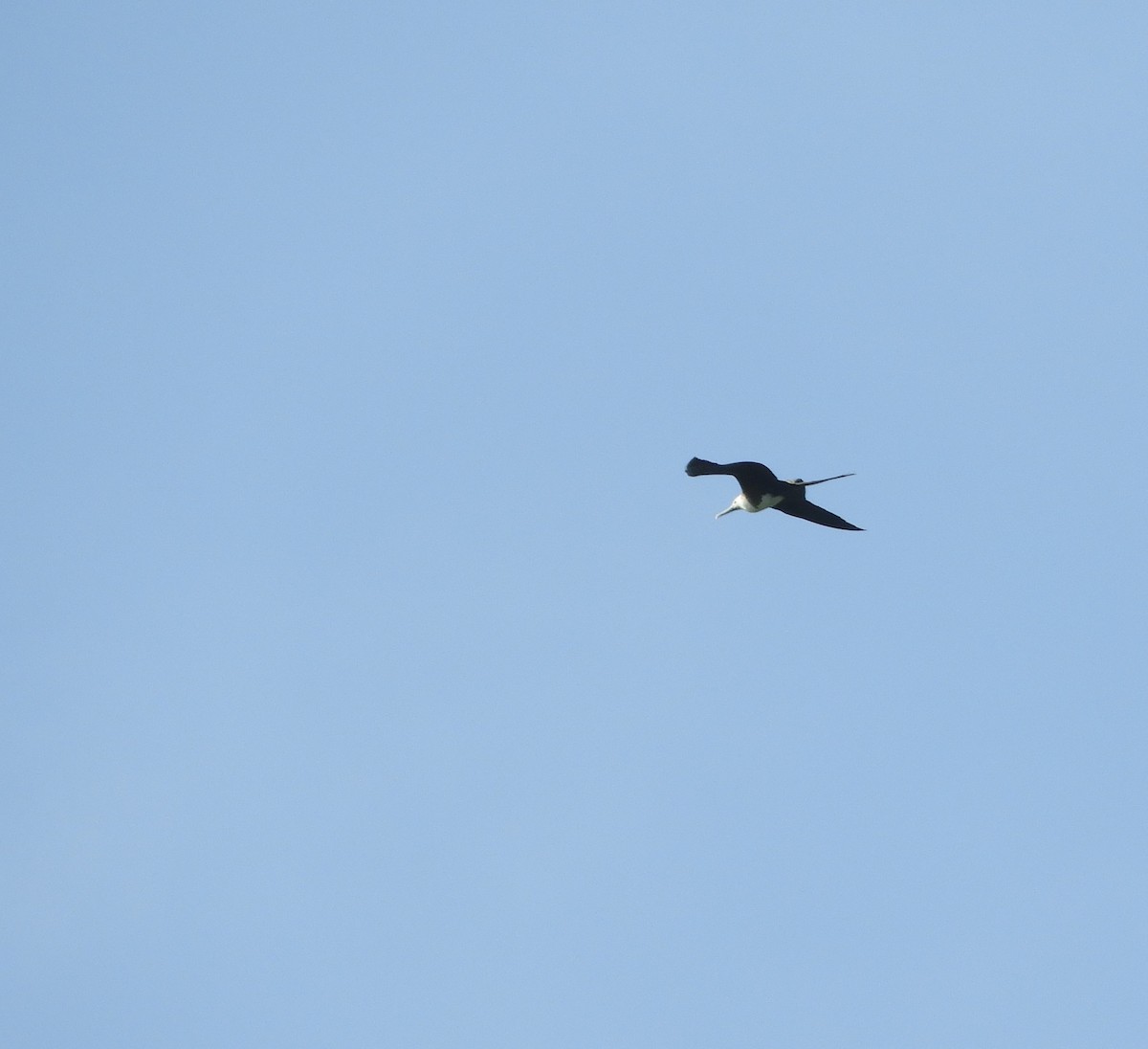 Magnificent Frigatebird - ML626002893
