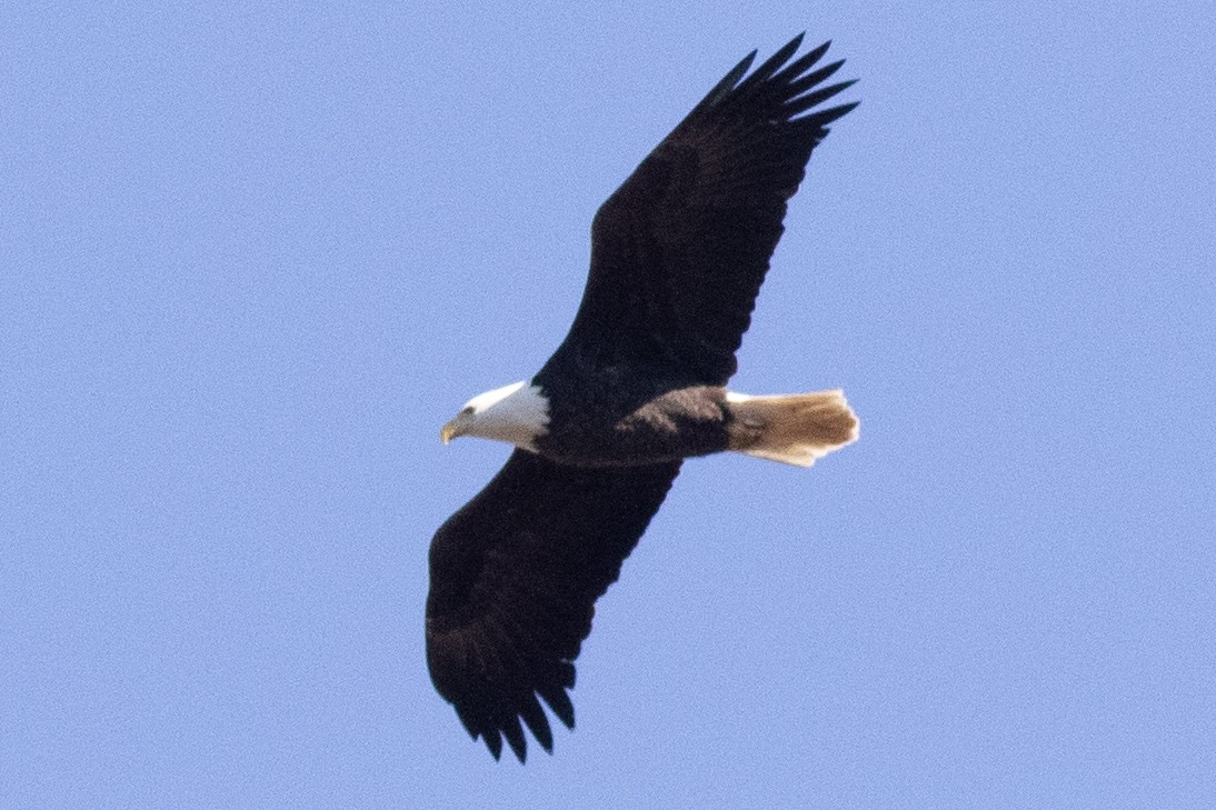 Weißkopf-Seeadler - ML626002896