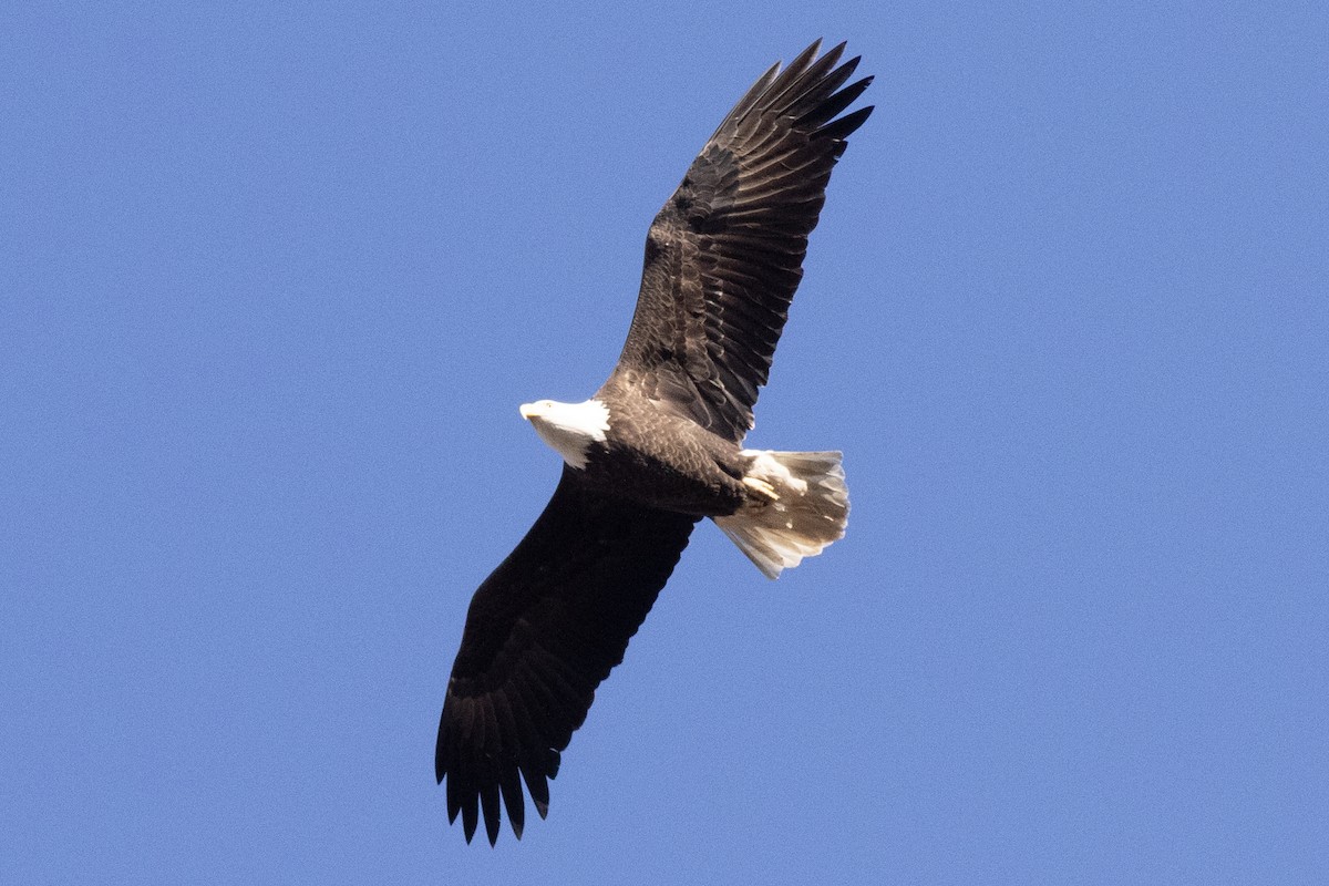 Weißkopf-Seeadler - ML626002897