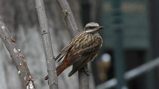 Sulphur-bellied Flycatcher - ML626002977