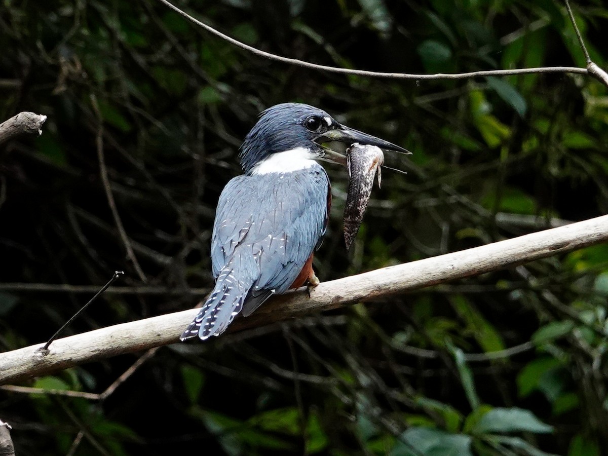 Ringed Kingfisher - ML626003005