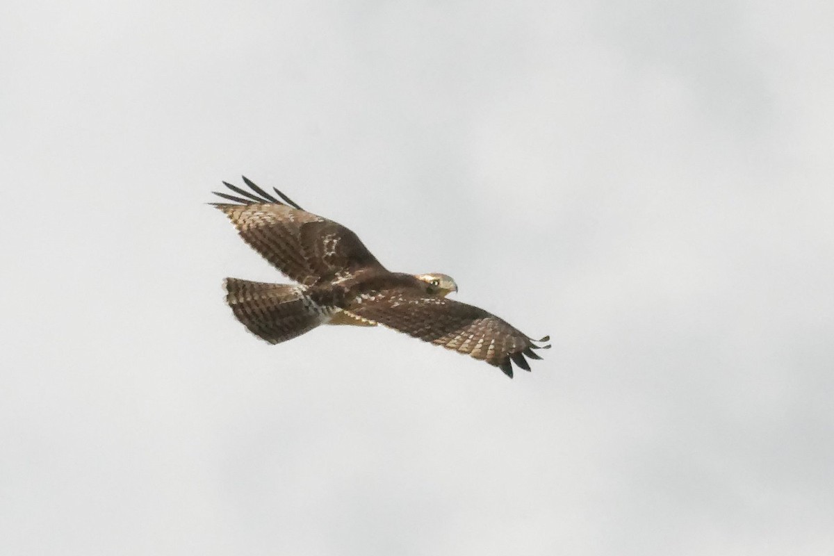 Red-tailed Hawk - ML626003065