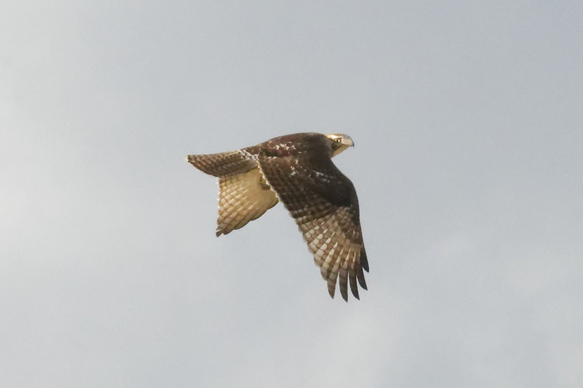 Red-tailed Hawk - ML626003072