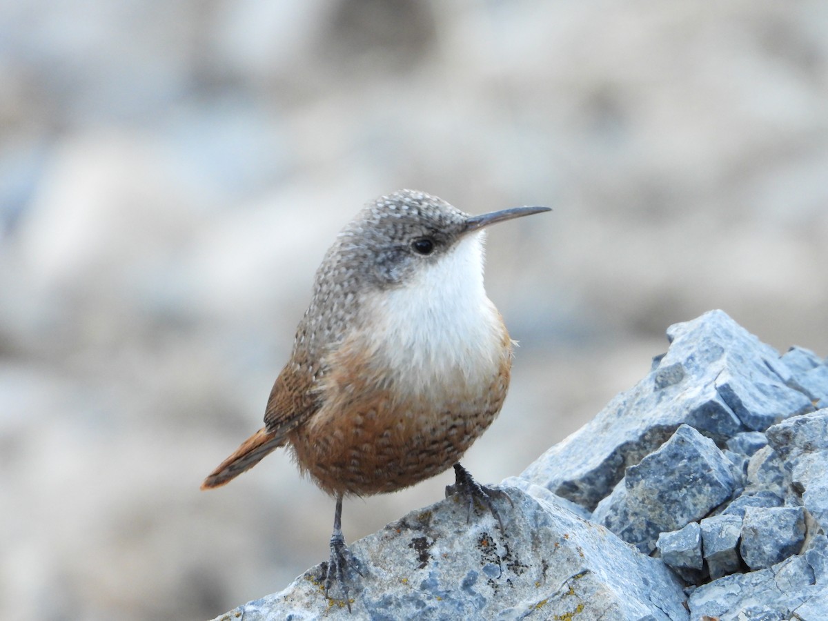 Canyon Wren - ML626003331