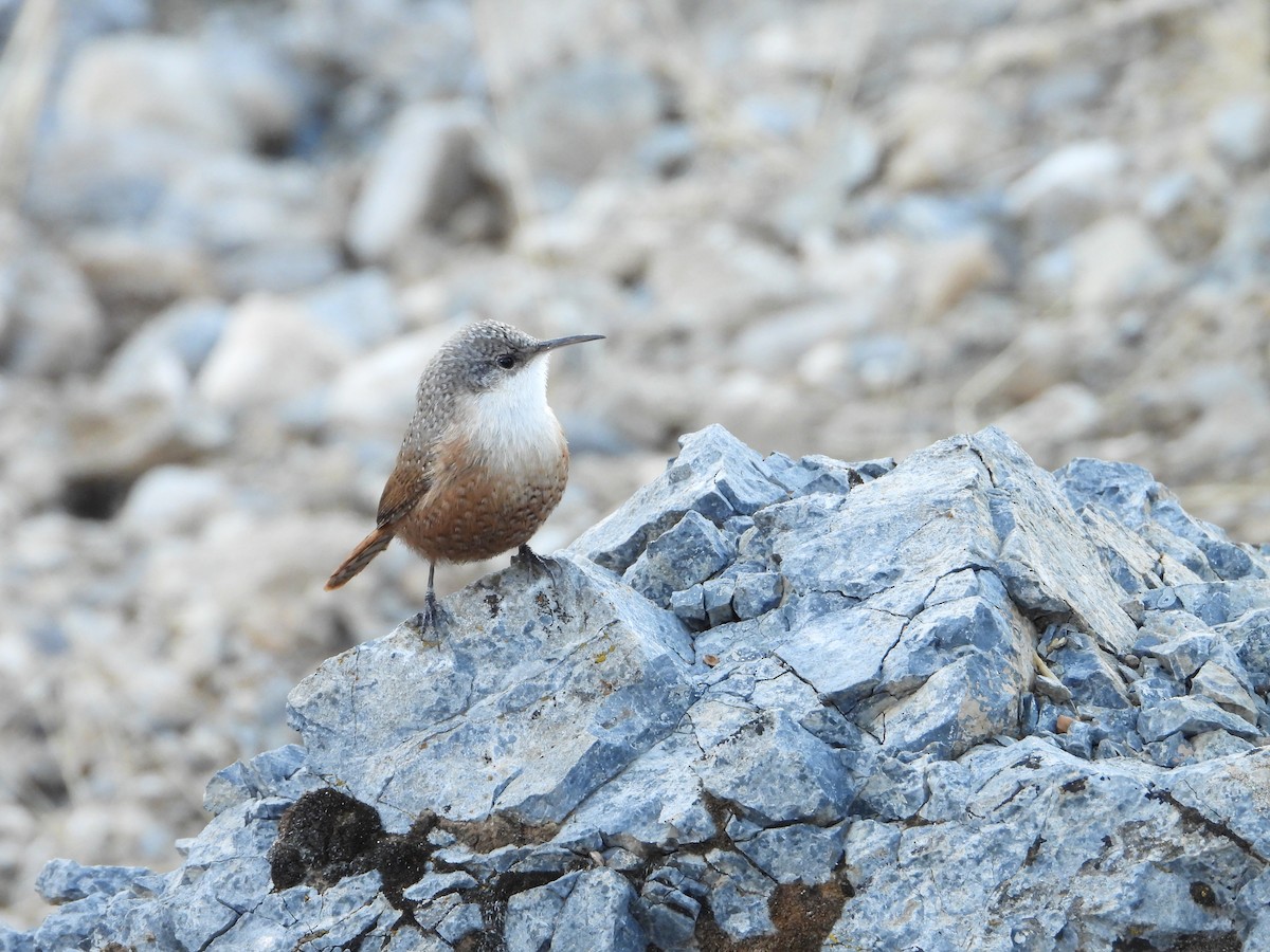 Canyon Wren - ML626003332