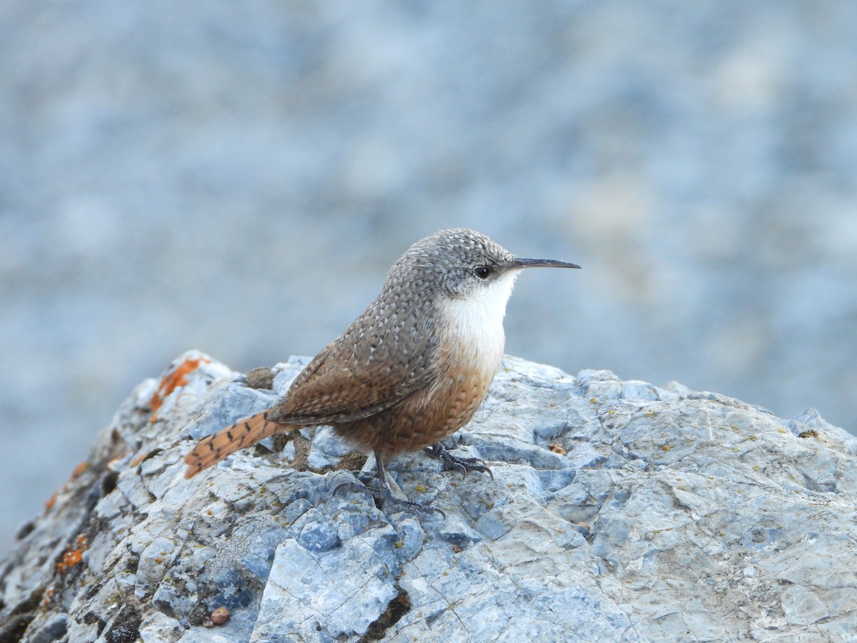 Canyon Wren - ML626003334