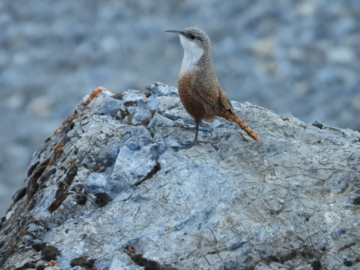 Canyon Wren - ML626003338