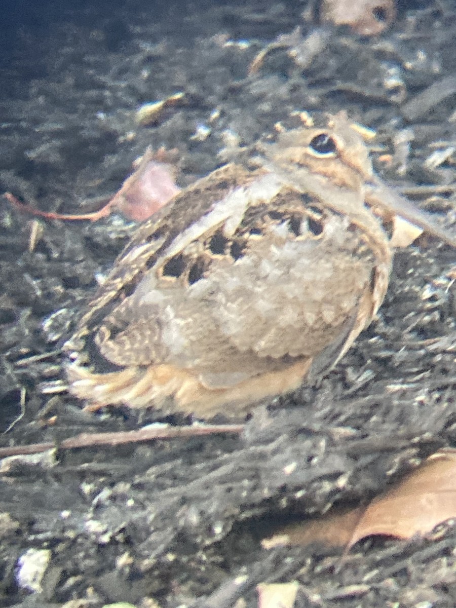 American Woodcock - ML626003386