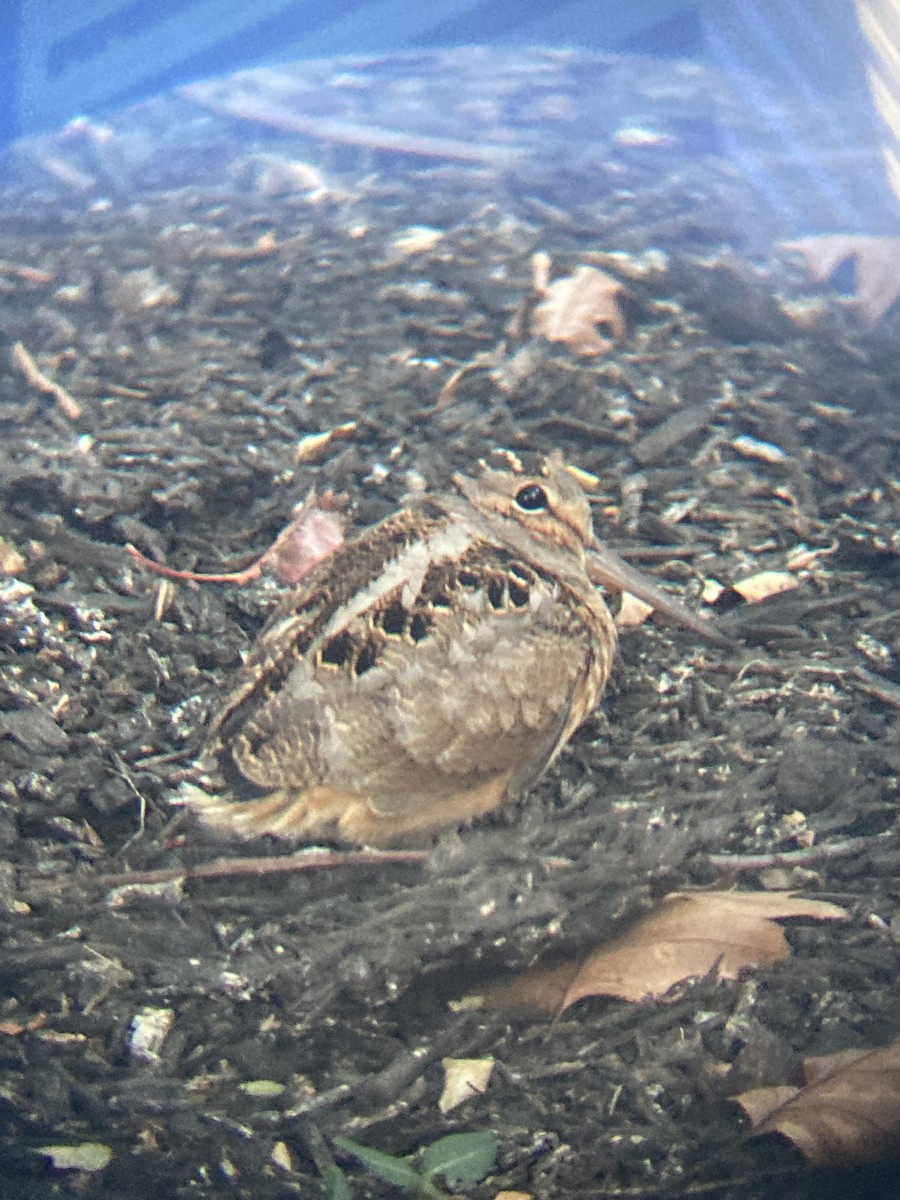American Woodcock - ML626003387