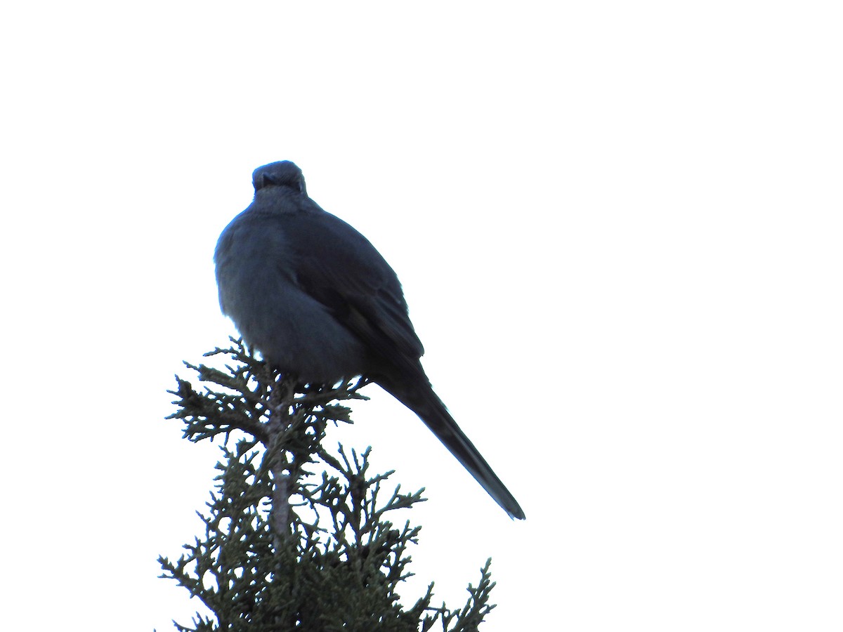 Townsend's Solitaire - ML626003407