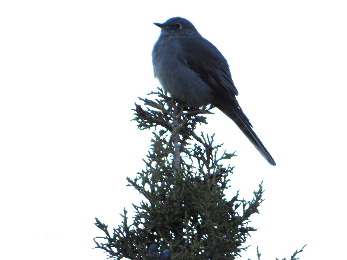 Townsend's Solitaire - ML626003415