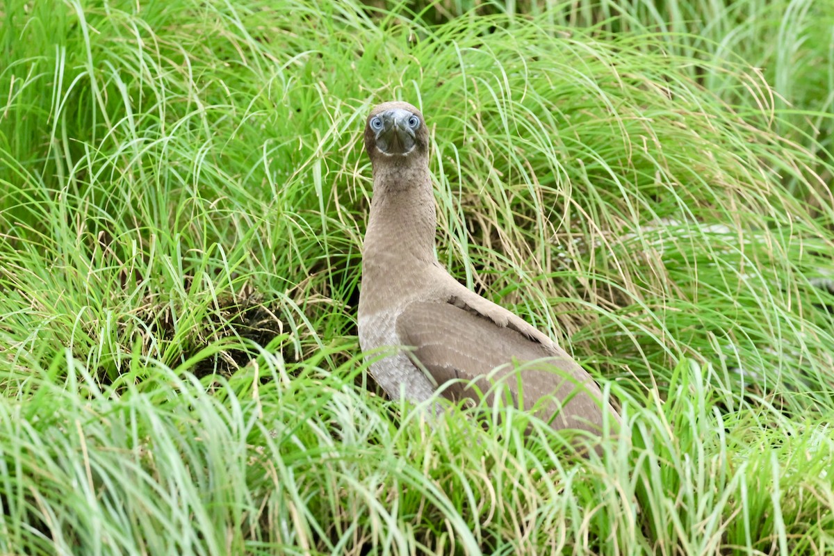 灰頭鰹鳥 - ML626003531