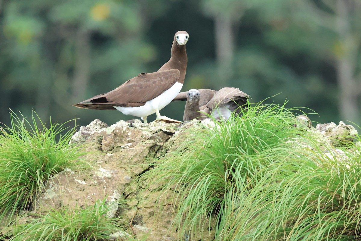 灰頭鰹鳥 - ML626003757