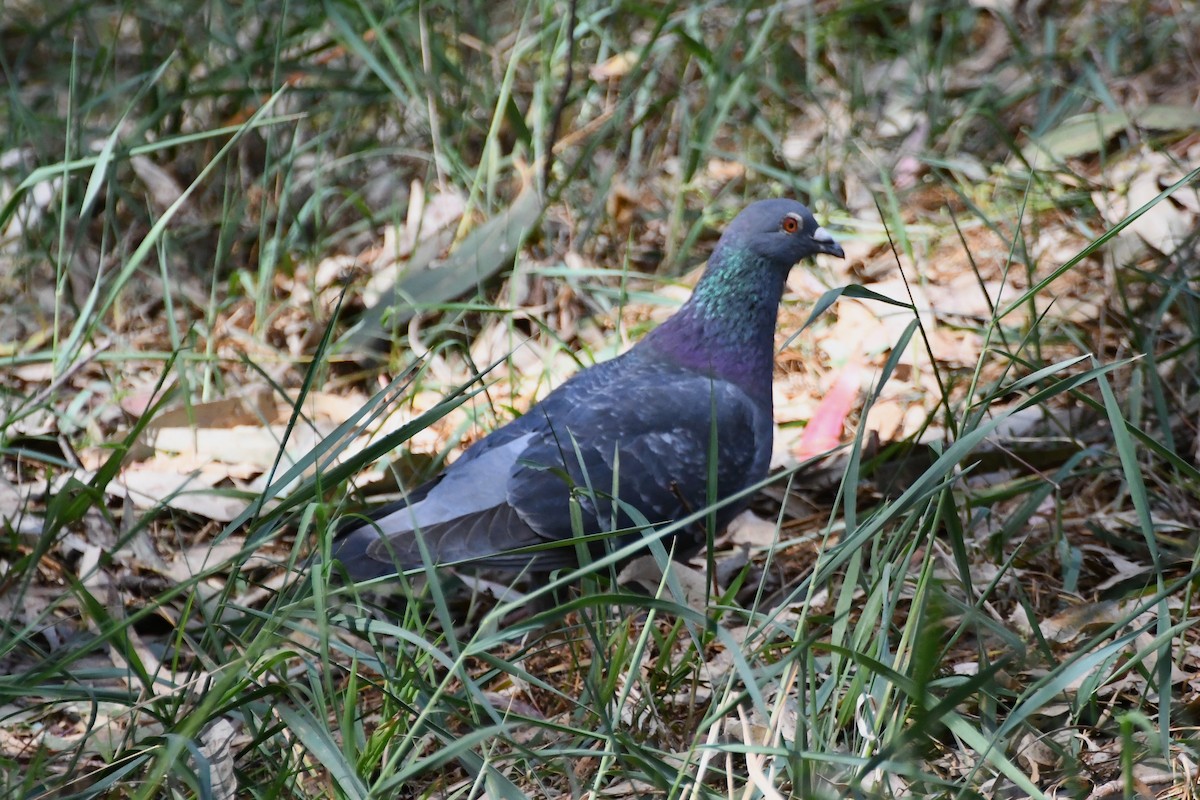 Rock Pigeon (Feral Pigeon) - ML626003846