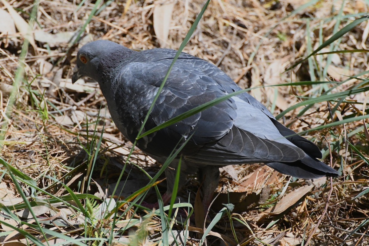 Rock Pigeon (Feral Pigeon) - ML626003853
