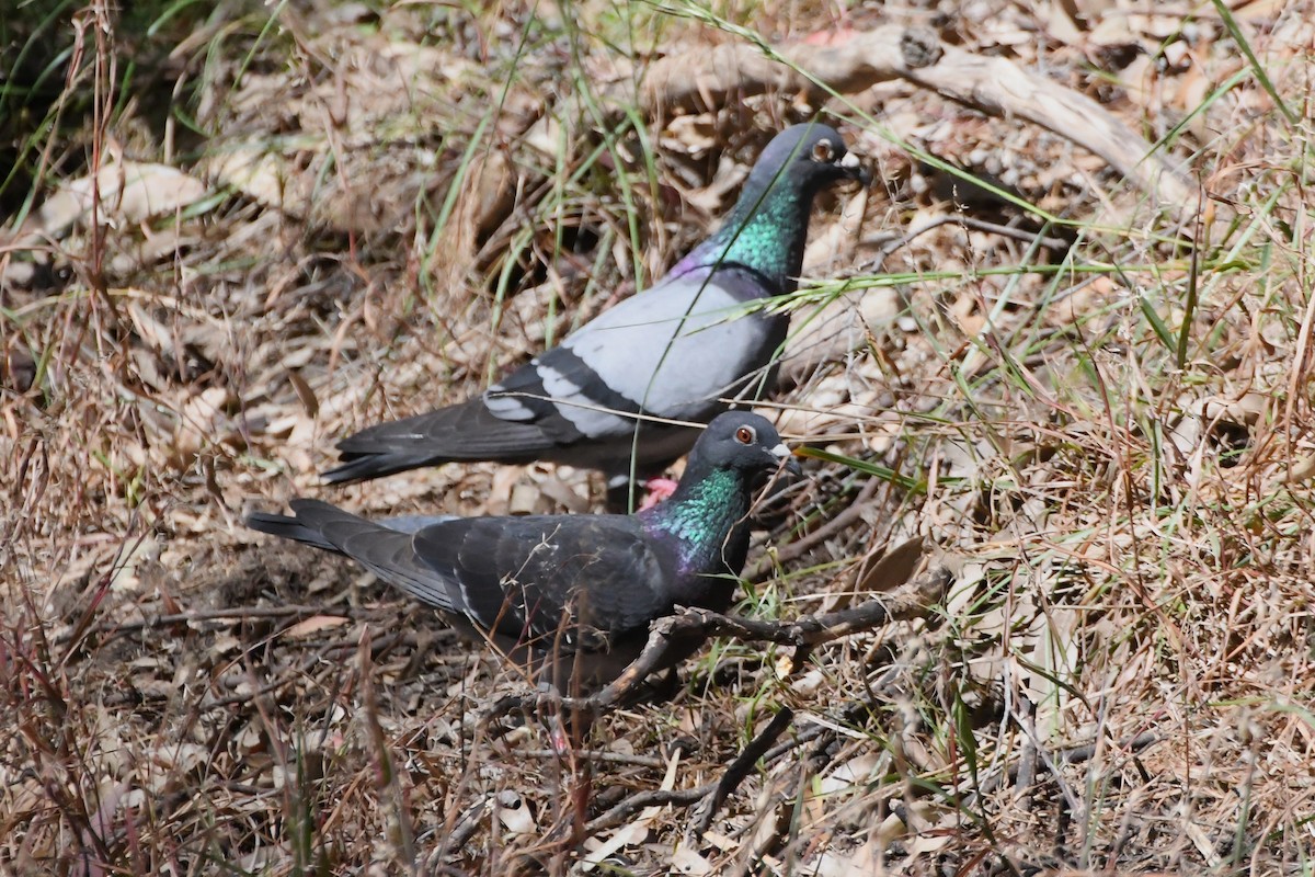 Rock Pigeon (Feral Pigeon) - ML626003864