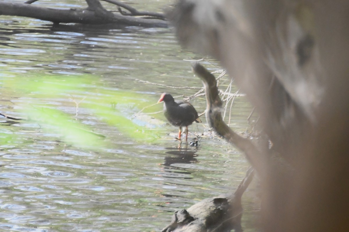 Dusky Moorhen - ML626003897