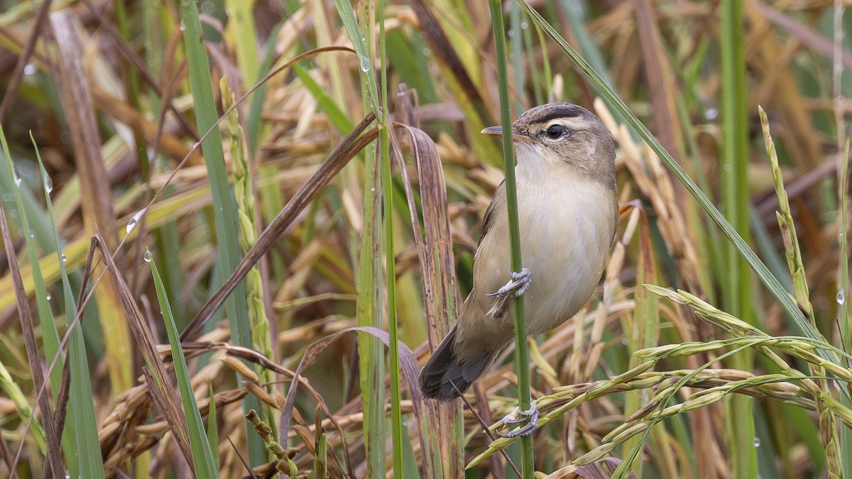 Black-browed Reed Warbler - ML626003906