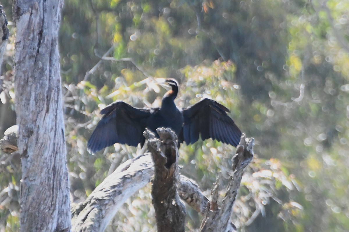 Australasian Darter - ML626003908
