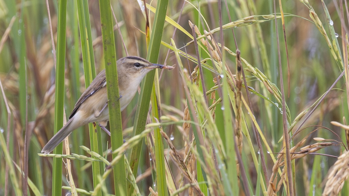 Black-browed Reed Warbler - ML626003909