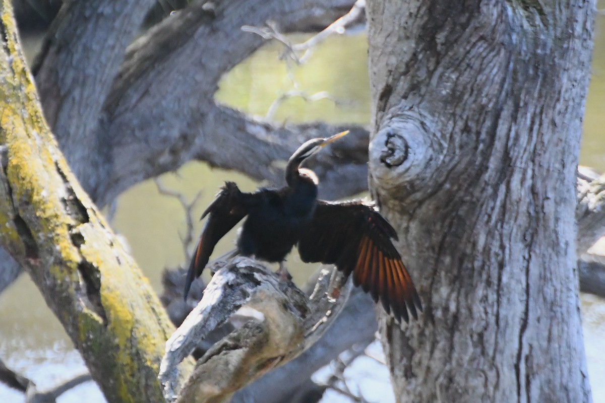 Australasian Darter - ML626003917