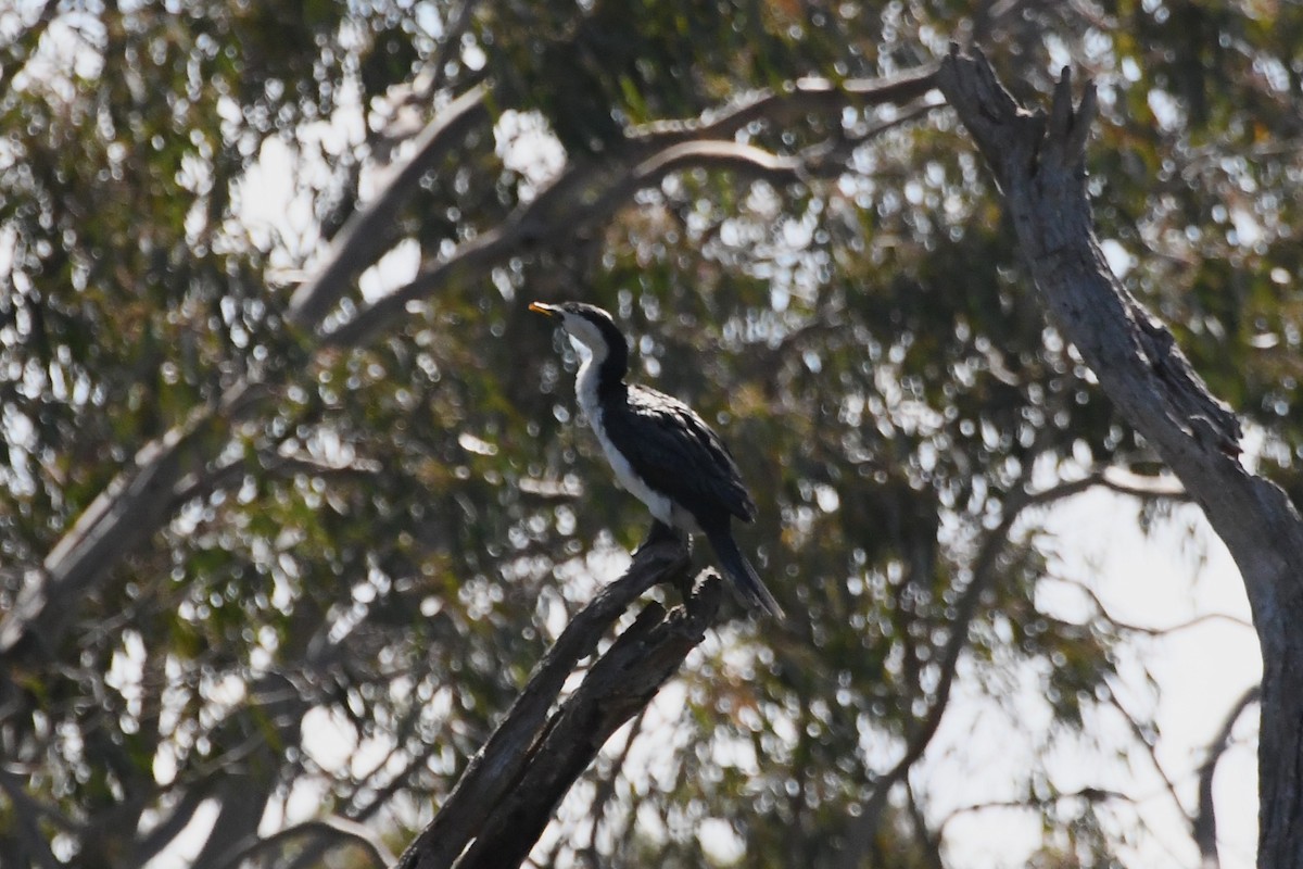Little Pied Cormorant - ML626003921