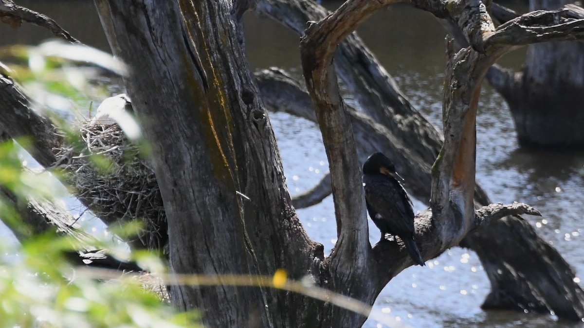 Great Cormorant - ML626003926