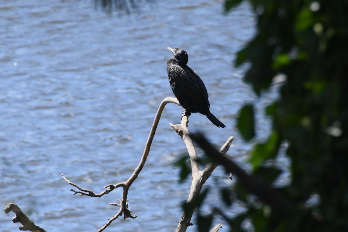 Little Black Cormorant - ML626003939