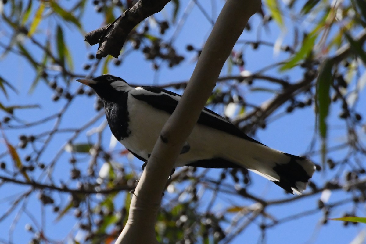 Magpie-lark - ML626003951
